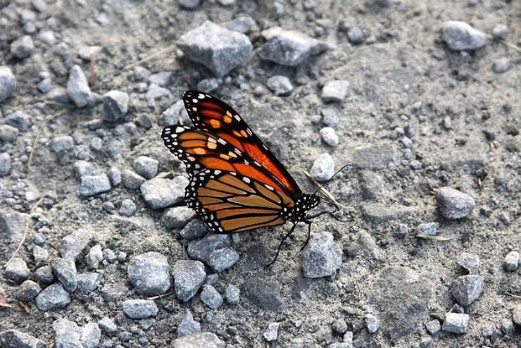 Una farfalla monarca posata a terra