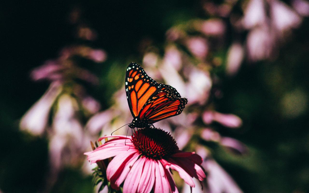 Una farfalla monarca si posa su un fiore