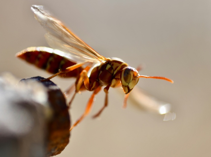 Una Vespa orientalis in volo 