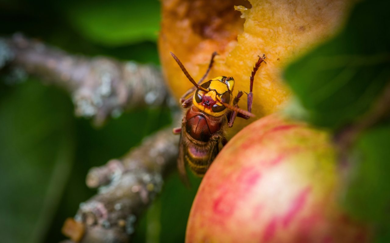 Una Vespa orientalis posata su un frutto 